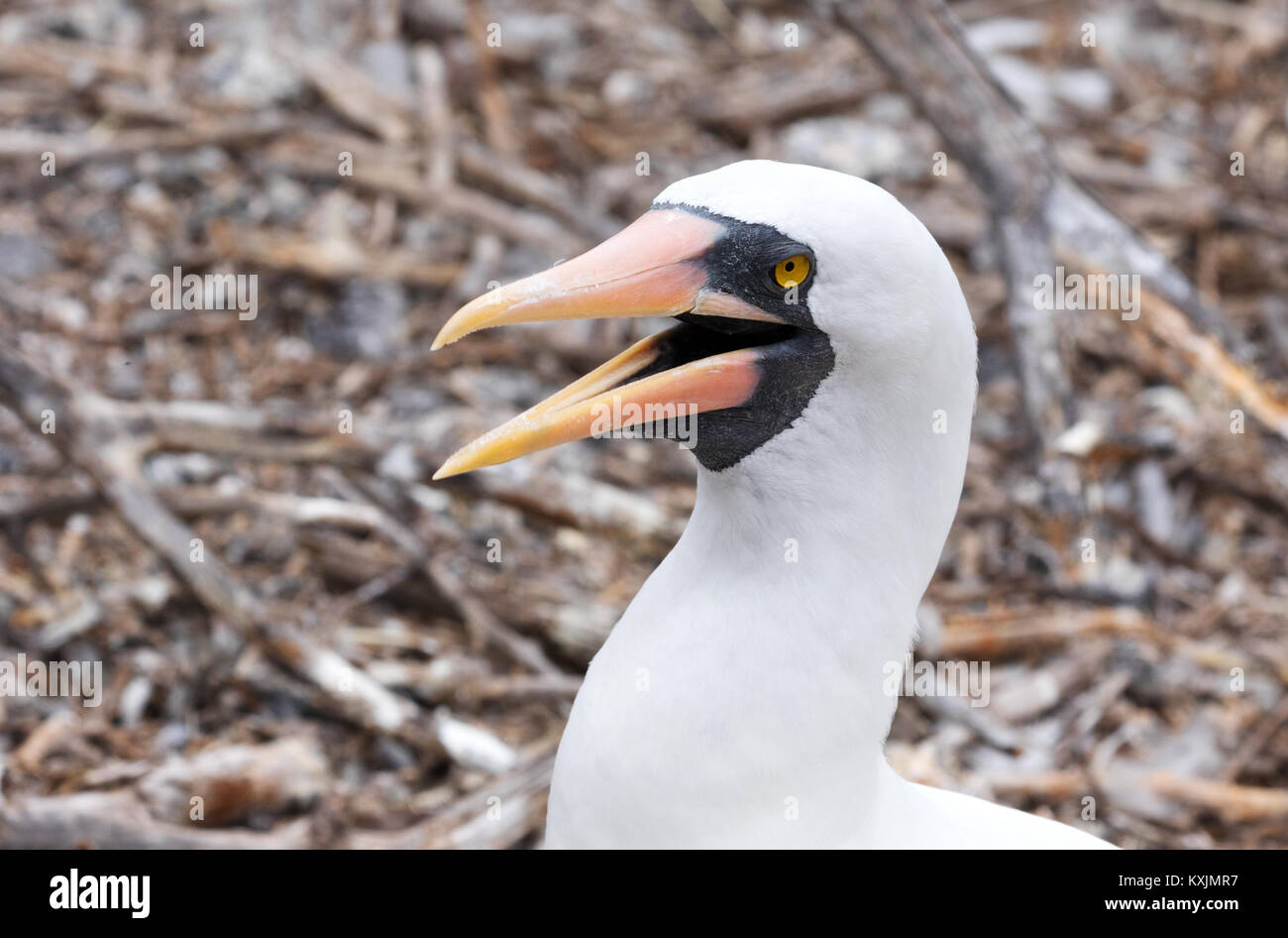 Nazca Booby ( Sula granti ), close up of head, Genovesa Island, Galapagos Islands Ecuador South America Stock Photo