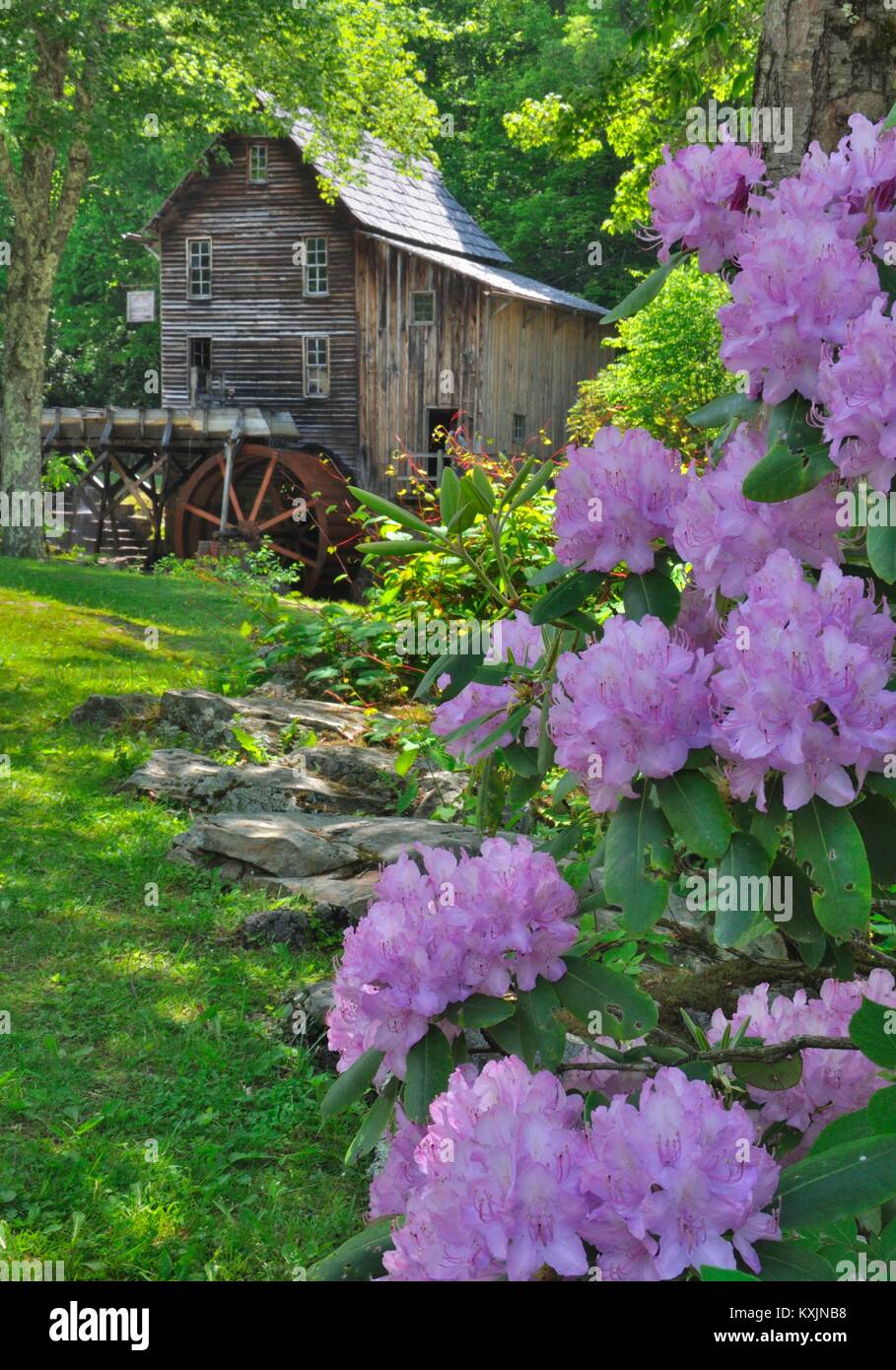 Iconic Babcock Grist Mill framed in Rhododendron blooms West Virginia Stock Photo