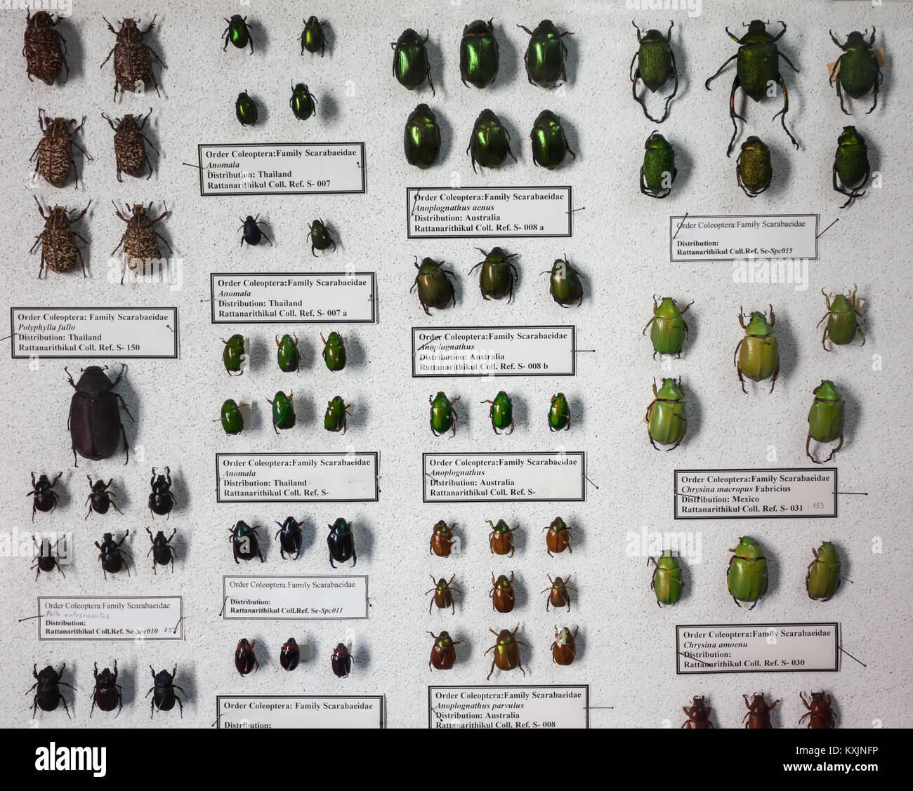 CHIANG MAI, THAILAND - OCTOBER 29, 2014: Museum of World Insects and Natural Wonders interior, Chiang Mai, Thailand. Stock Photo