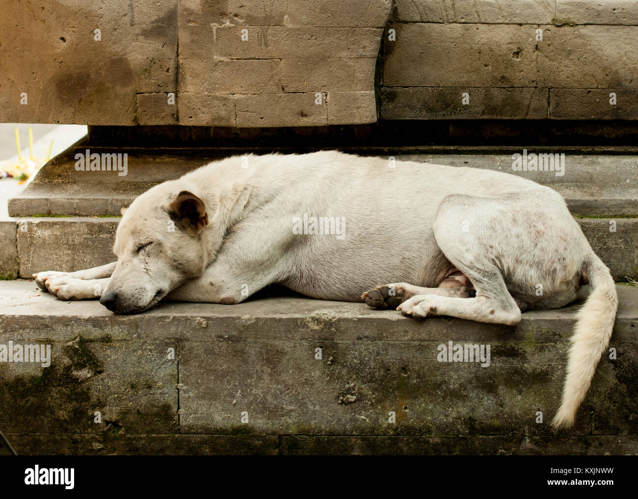 Dog resting at Pura Tirta Empul Hindu Temple, Tampaksiring , Bali, Indonesia, Southeast Asia, Asia Stock Photo
