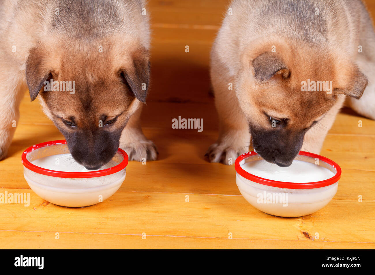 Can Dogs Digest Milk