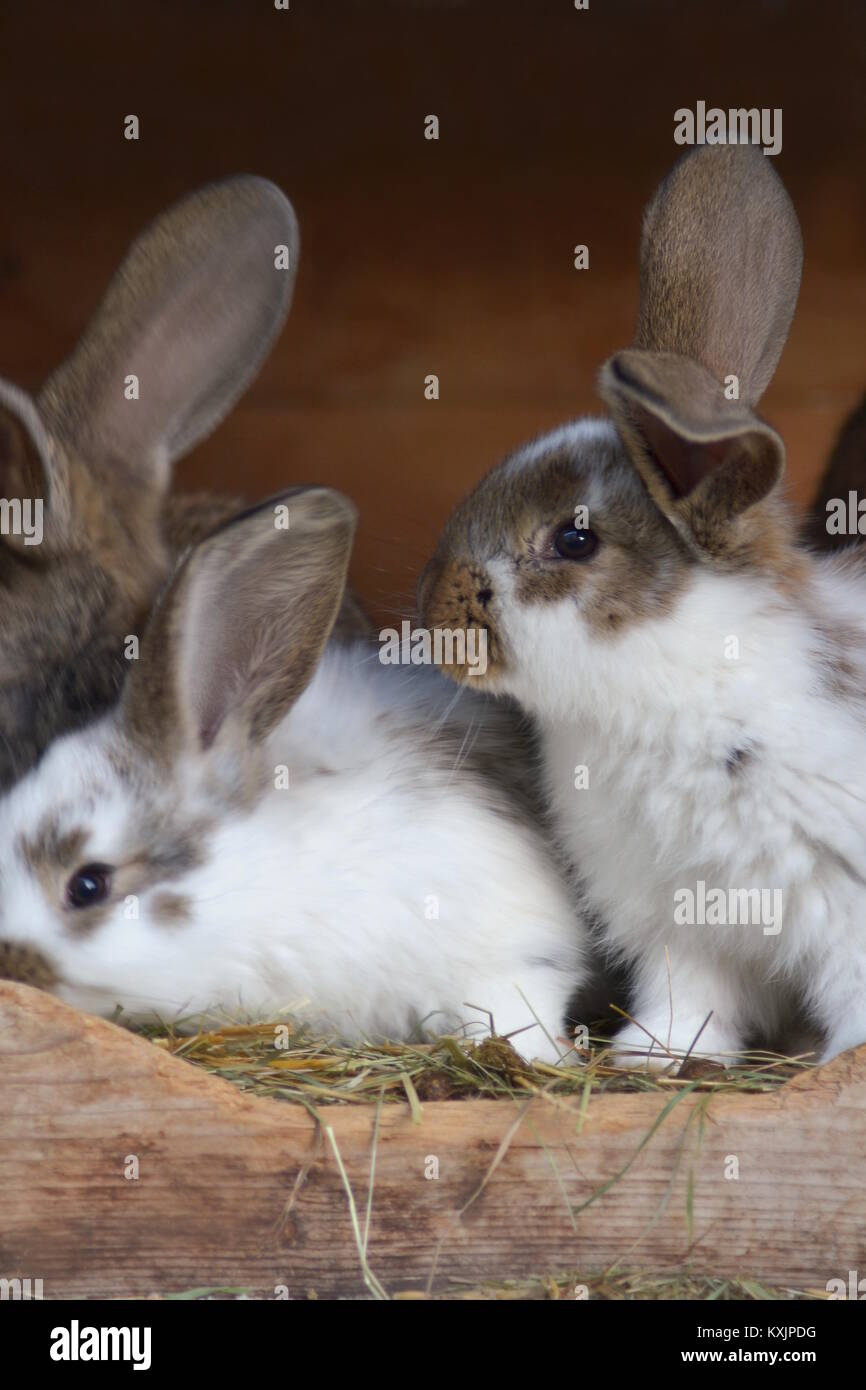 Rabbit Hutch High Resolution Stock Photography and Images Alamy