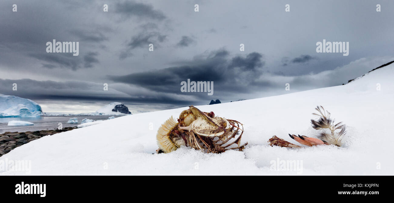 The skeletal remains of a Gentoo penguin lie on an ice ledge on the beach of Danco Island off of the Antarctic Peninsula Stock Photo