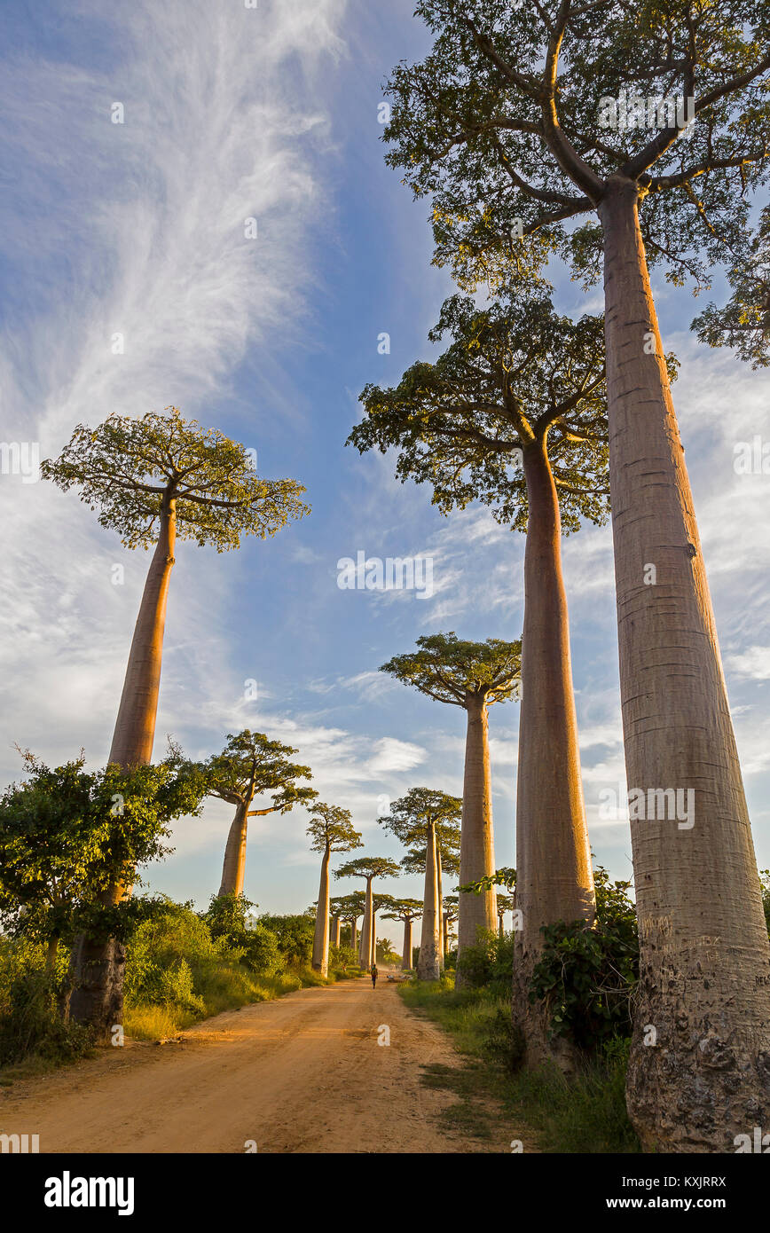 Avenue of the Baobabs, Morondava. Madagascar