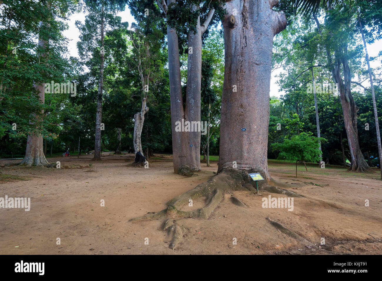 Trunk of kauri tree Agathis Robusta Stock Photo