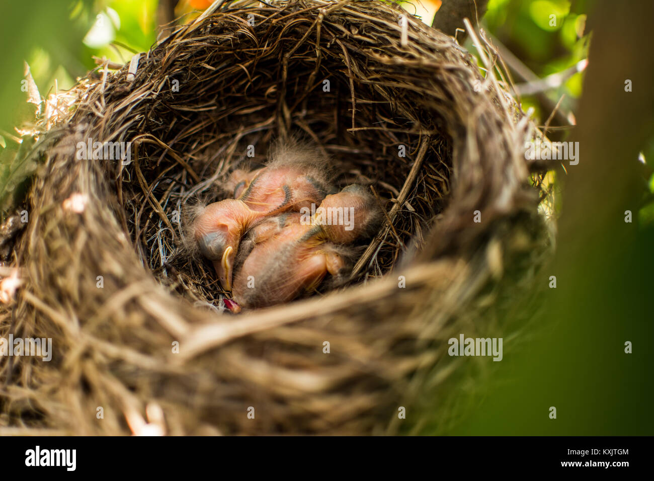 cute baby birds in nest