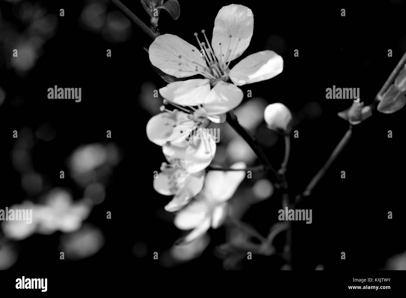 White cherry tree flower Black and White Stock Photos & Images - Alamy