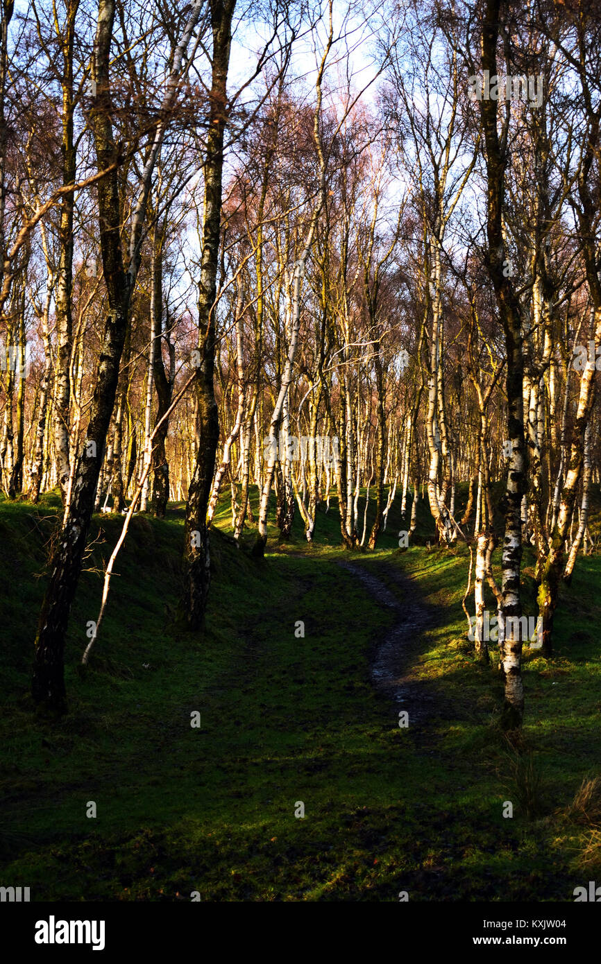 Silver birch lining an old track in the former Bolehill Quarry, in the Peak District. Stock Photo