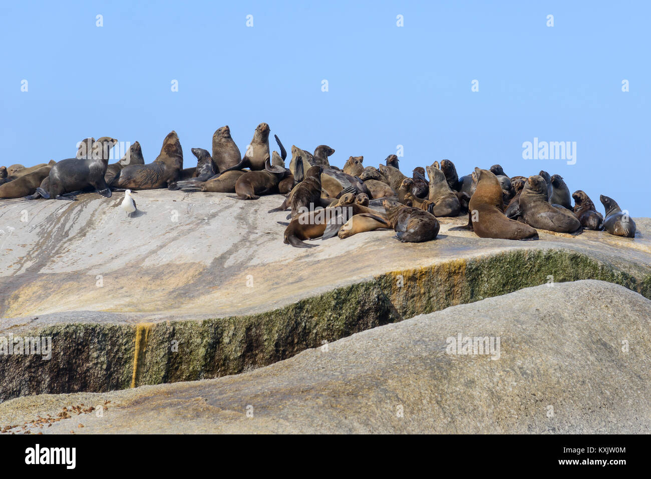 South African fur seal, Colony of Seals on cliff, Arctocephalus pusillus pusillus, False bay, Simons Town, South Africa, Indian Ocean Stock Photo