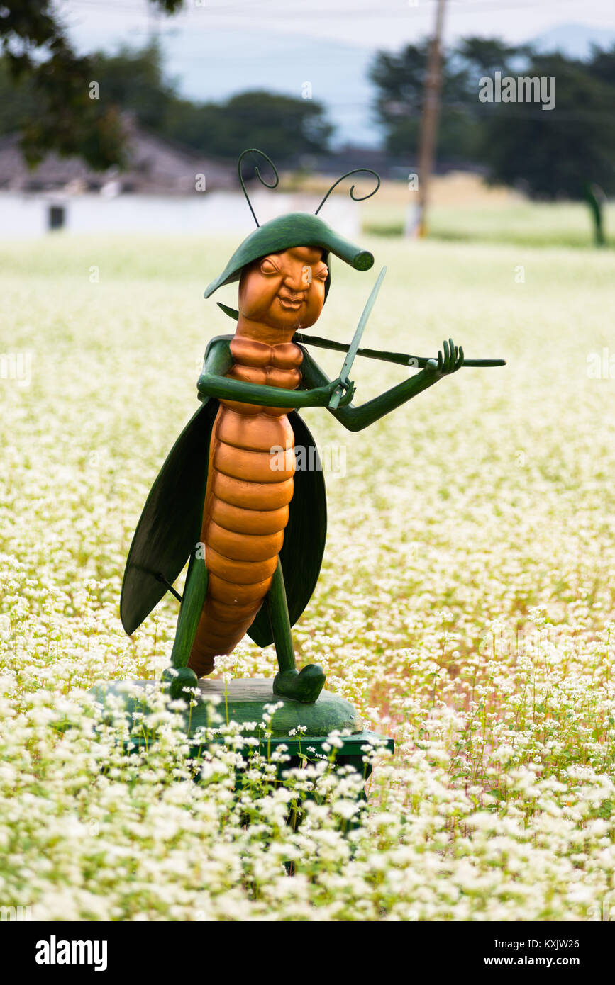 Buckwheat field with it's distinctive white flowers with grasshopper sculpture in Gyeongju, North Gyeongsang Province, South Korea. Stock Photo