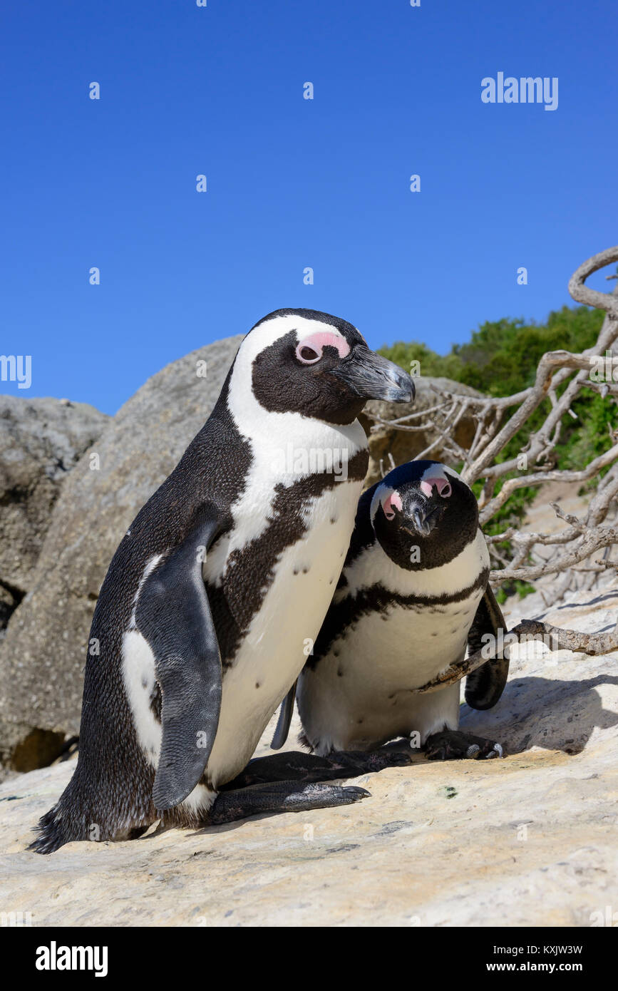 African penguin, Spheniscus demersus, Boulders Beach or Boulders Bay, Simons Town, South Africa, Indian Ocean Stock Photo