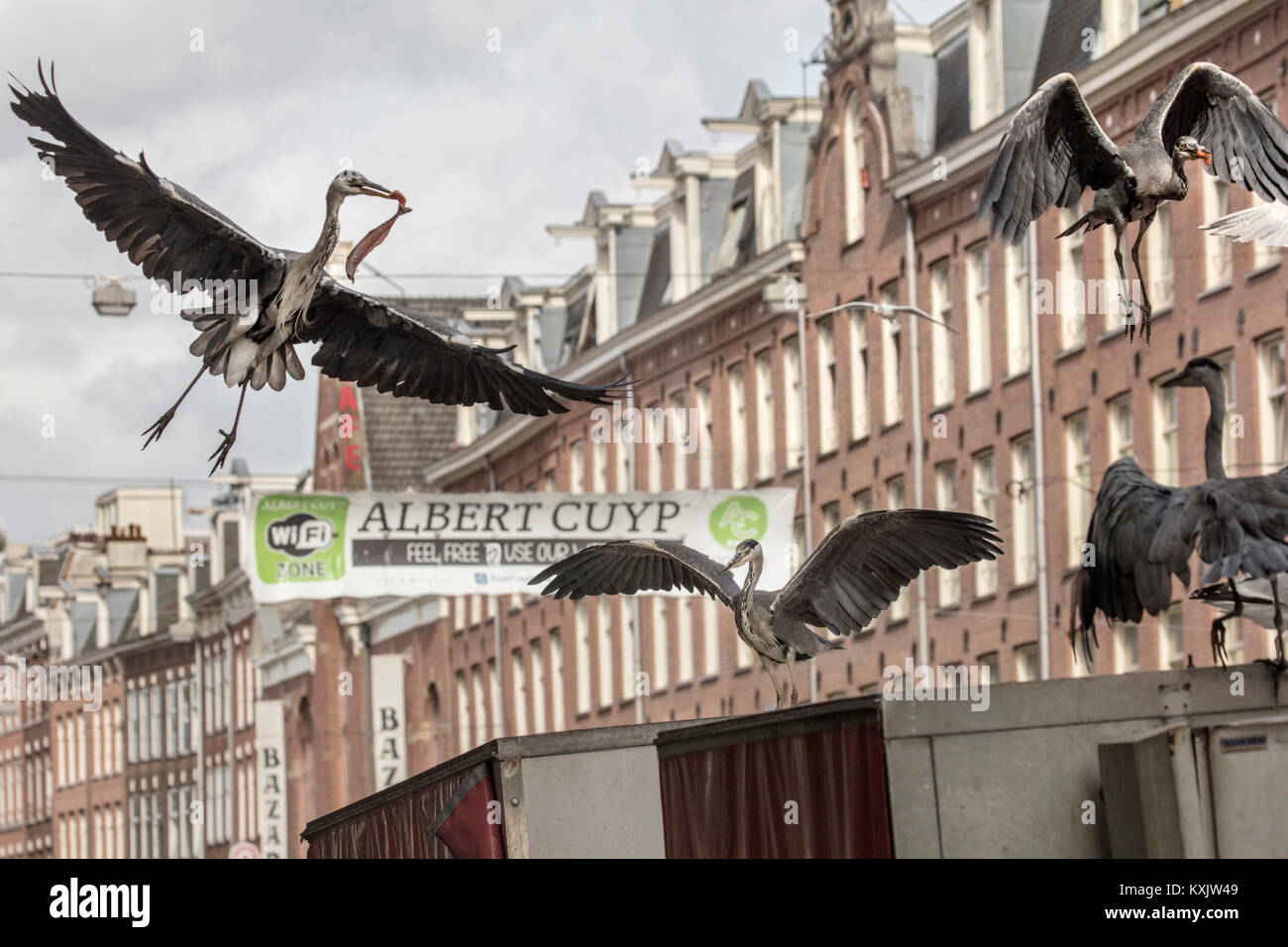The Netherlands, Amsterdam, Albert Cuyp market. Blue herons catch pieces of fish from market stall. Urban Nature. Jungle. Wildlife. Stock Photo