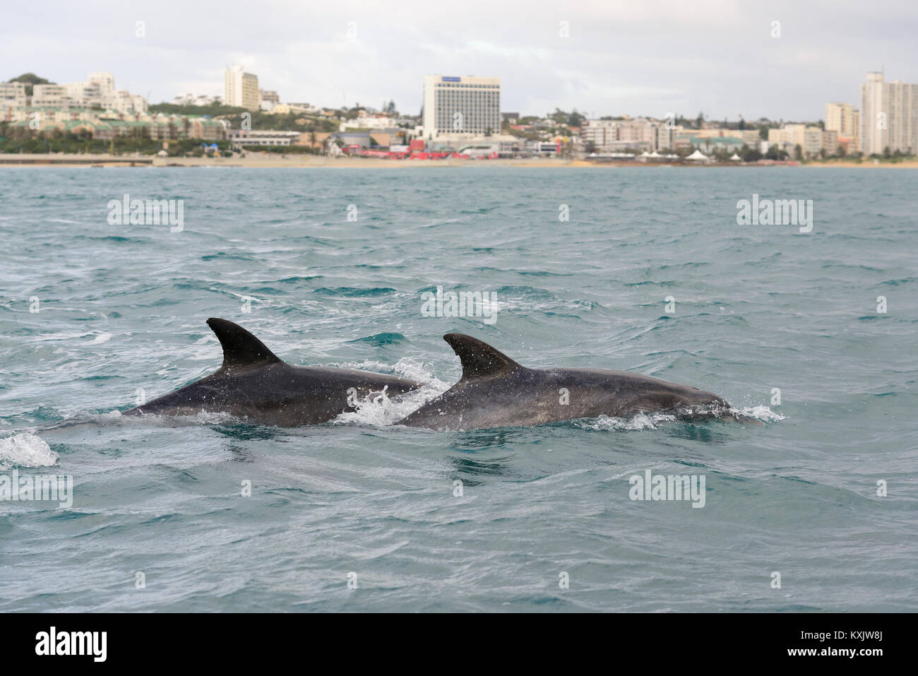 Common bottlenose dolphin, Tursiops truncatus, Porth Elizabeth, Algoa Bay, Nelson Mandela Bay, South Africa, Indian Ocean Stock Photo
