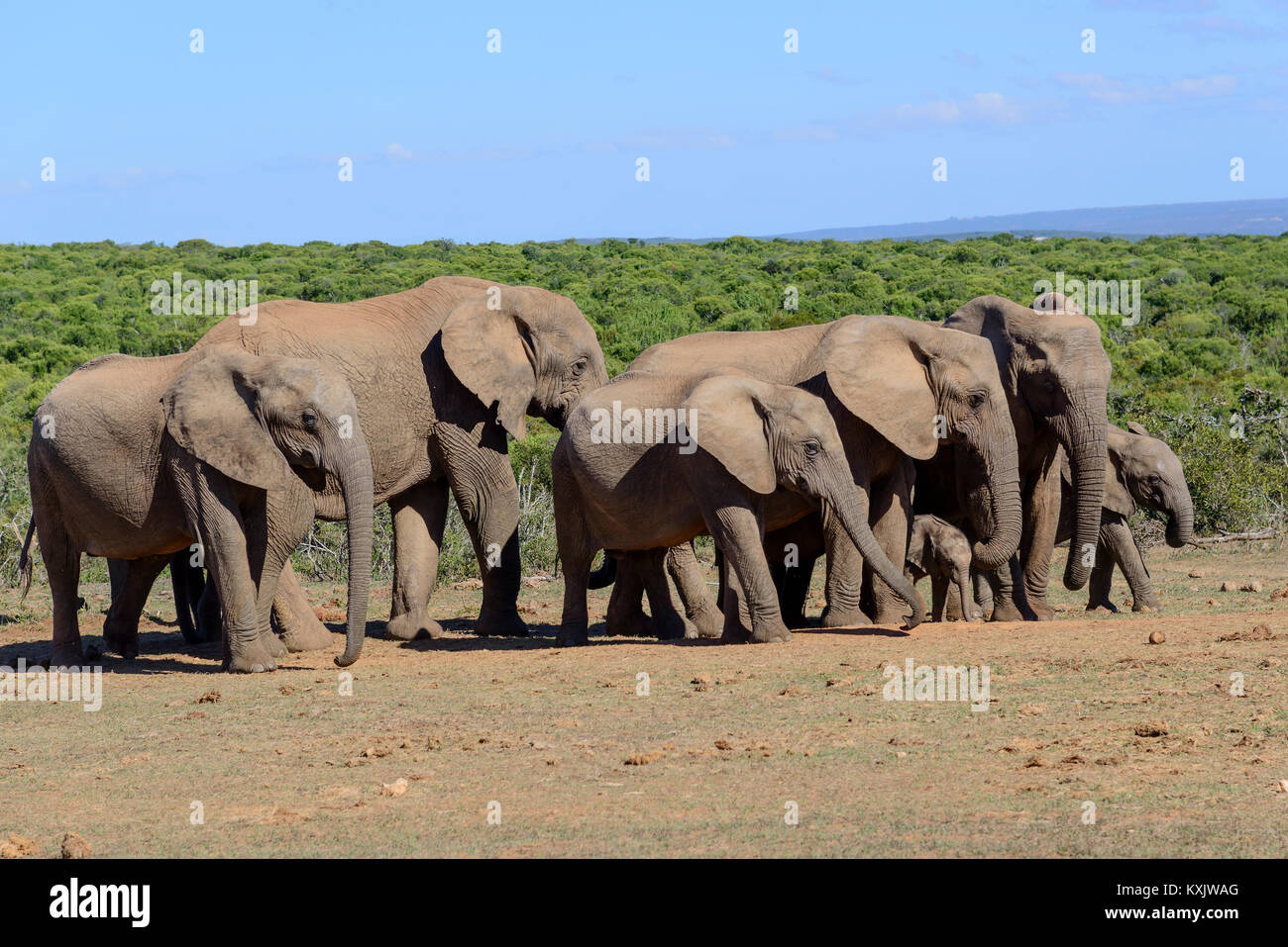 African bush elephant, Herd of elephants, Loxodonta africana, South Africa, Porth Elizabeth, Addo Natinal Park Stock Photo