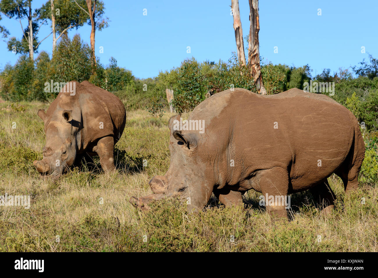White Rhinoceros, Ceratotherium simum, South Africa, Porth Elizabeth, Schotia Safaris Private Game Reserve park Stock Photo