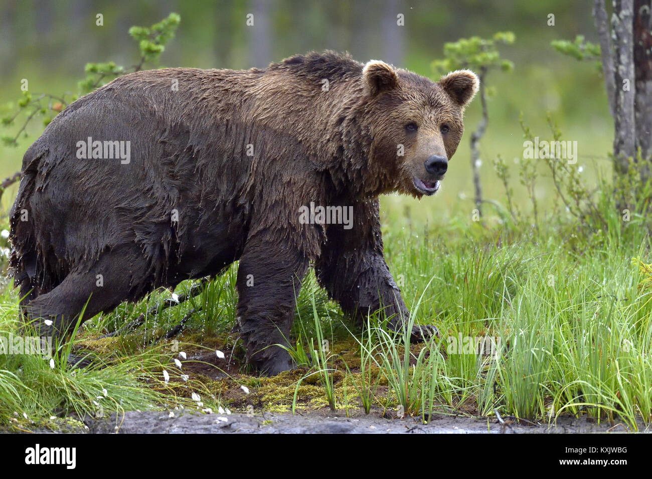 Wild Brown bear (ursus Arctos) in the summer forest Stock Photo