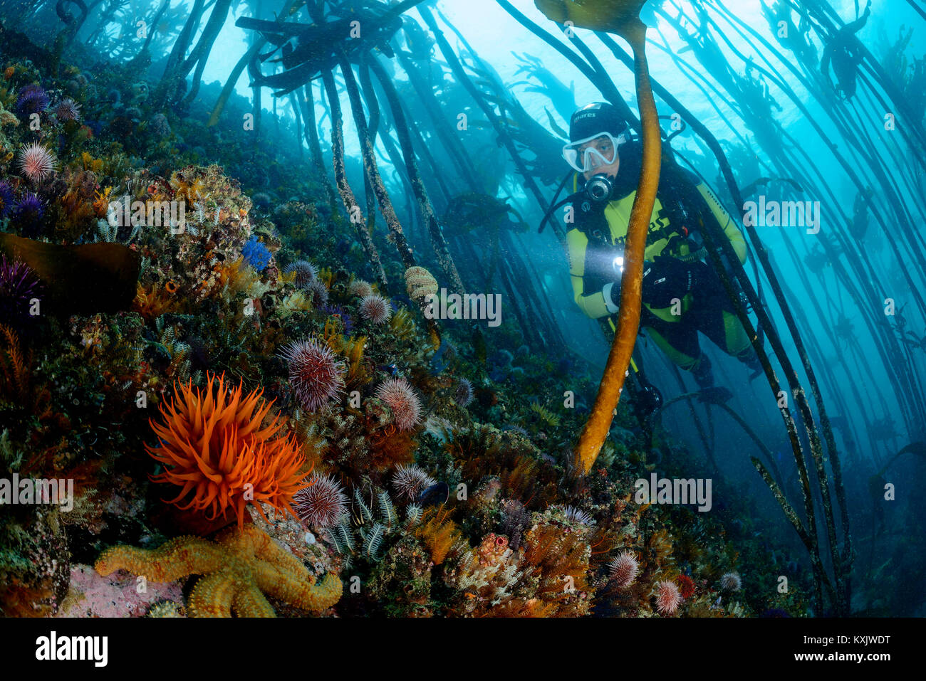 Kelp with beadlet anemone and scuba diver and sea urchin, Actinia equina, False bay, Simons Town, South Africa, Indian Ocean Stock Photo