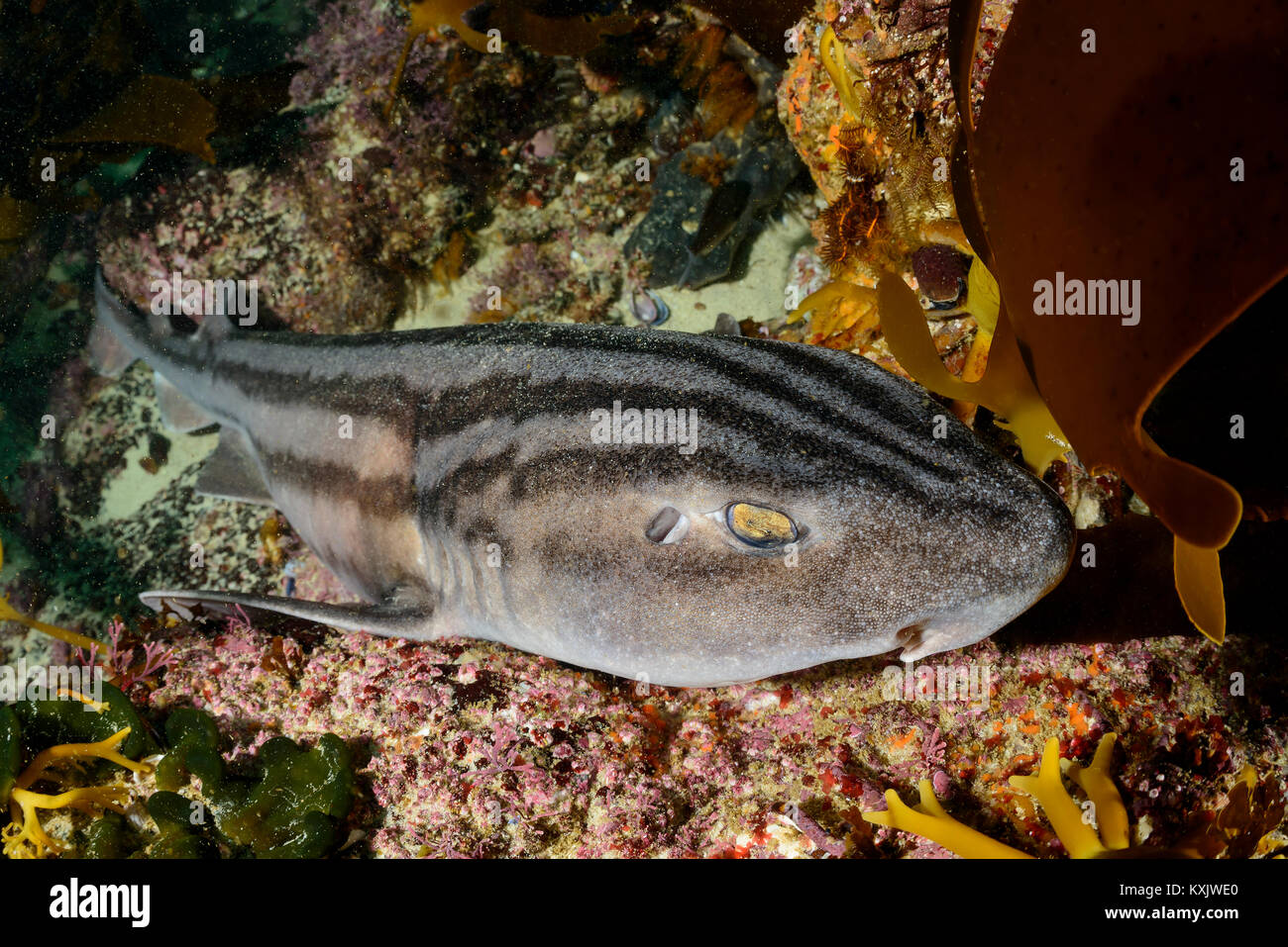 Striped Cat shark or Pyjama shark, Poroderma africanum, False bay, Simons Town, South Africa, Indian Ocean Stock Photo