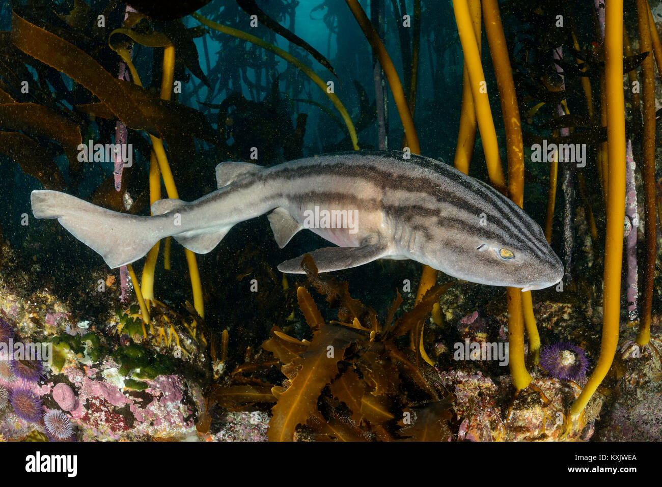 Striped Cat shark or Pyjama shark, Poroderma africanum, False bay, Simons Town, South Africa, Indian Ocean Stock Photo