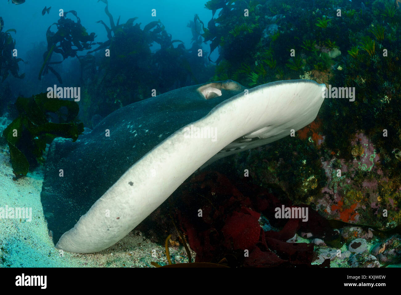 short-tail stingray or smooth stingray and scuba diver with seaweed, Dasyatis brevicaudata, False bay, Simons Town, South Africa, Indian Ocean Stock Photo