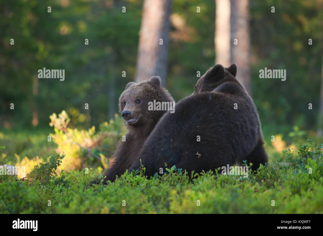 The wild Juvenile Brown bears (Ursus Arctos Arctos) In the summer forest. Natural green forest Background Stock Photo