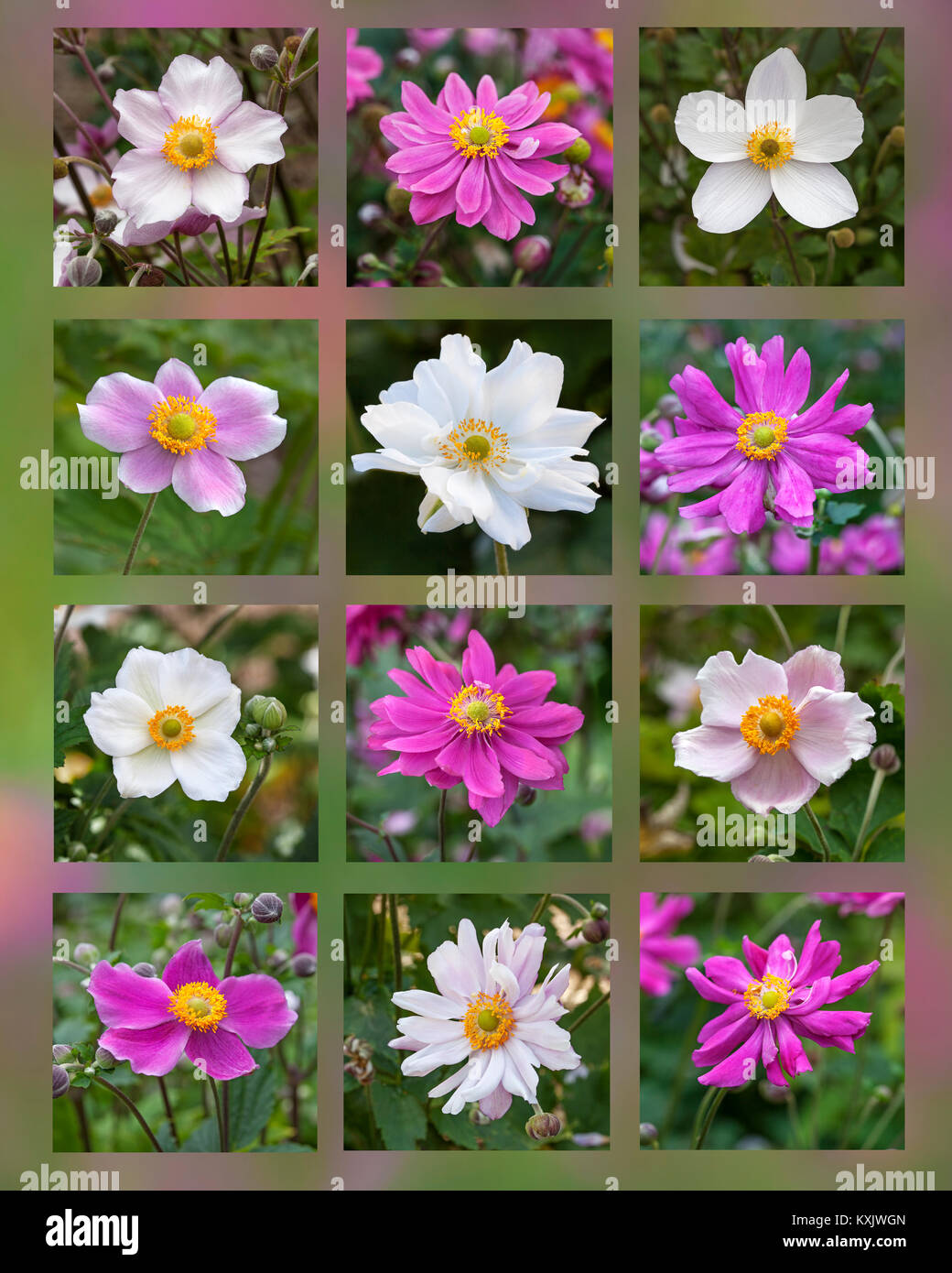 Japanese anemone collage - Flowewr collage Stock Photo