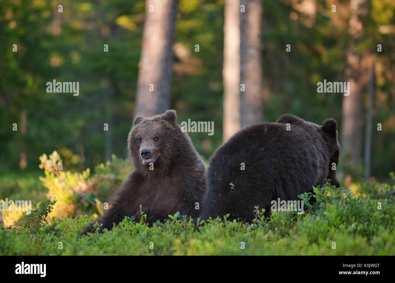 The wild Juvenile Brown bears (Ursus Arctos Arctos) In the summer forest. Natural green forest Background Stock Photo