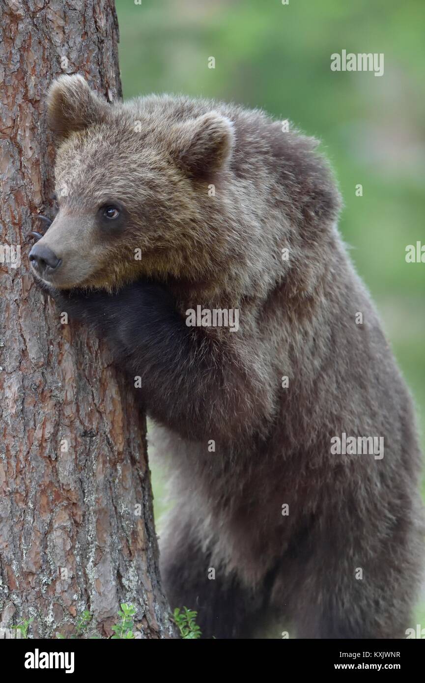 The Cubs of Brown bear (Ursus Arctos Arctos) in the summer forest ...