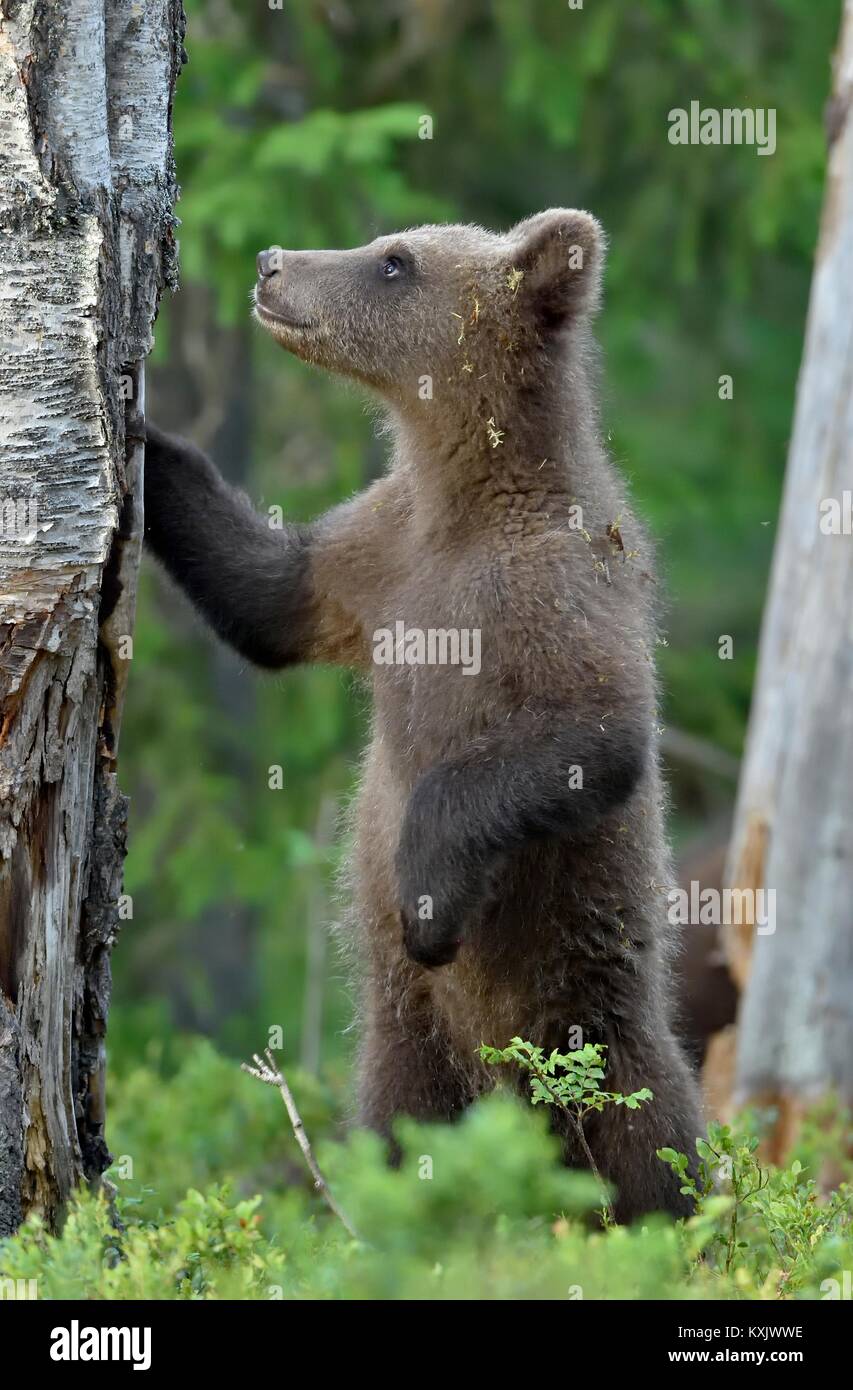 Cub of Brown bear (Ursus Arctos Arctos) in the summer forest. Natural ...