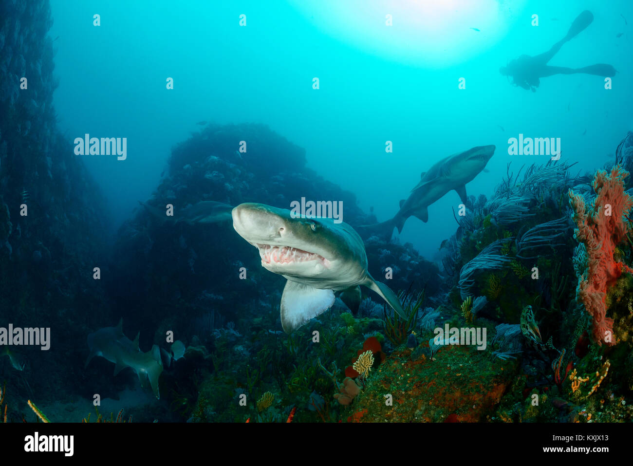 Sand tiger shark, Raggedthoothed Shark and scuba diver, Carcharias taurus, Porth Elizabeth, Algoa Bay, Nelson Mandela Bay, South Africa, Indian Ocean Stock Photo