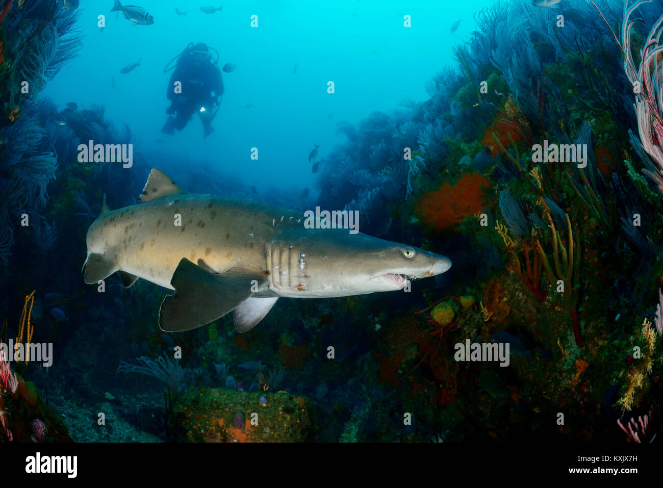 Sand tiger shark, Raggedthoothed Shark and scuba diver, Carcharias taurus, Porth Elizabeth, Algoa Bay, Nelson Mandela Bay, South Africa, Indian Ocean Stock Photo