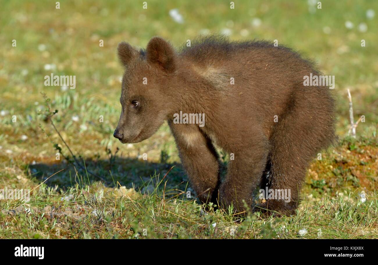 Cub of Brown bear (Ursus Arctos Arctos) on bog in summer. Natural green ...