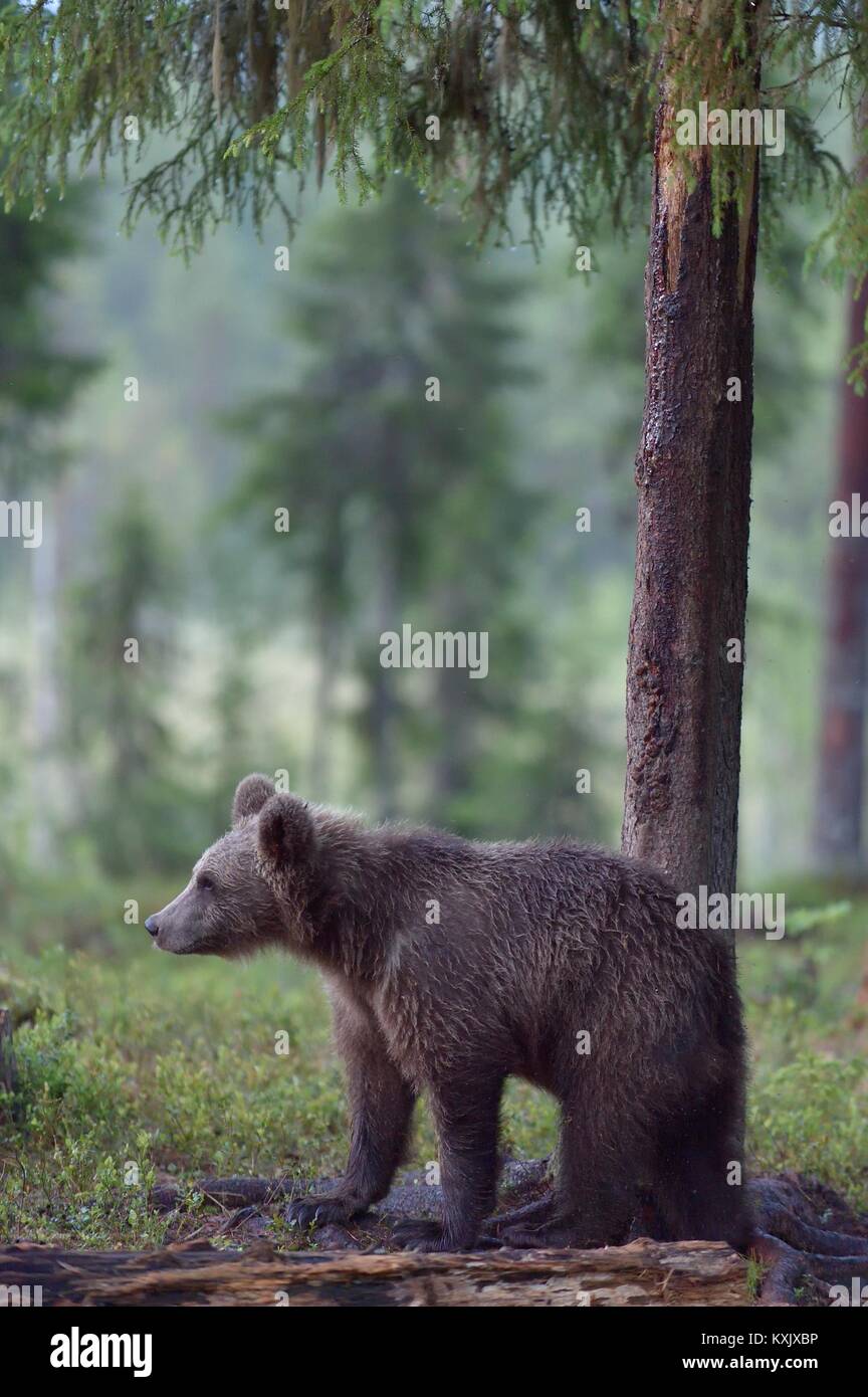 Wild Juvenile Brown bear (Ursus Arctos Arctos) In the summer forest ...