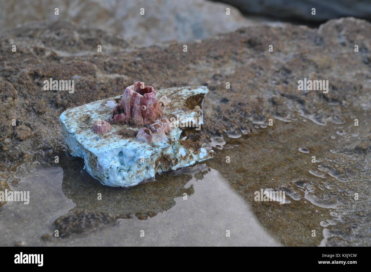 Barnacle on Marine Plastic Debris, stranded by the Atlantic Ocean at a beach in Portugal. Stock Photo