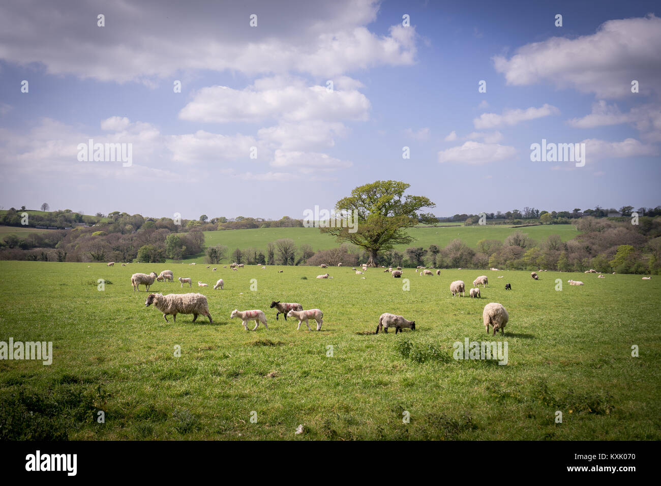 Sheep, Great Bidlake, Devon UK Stock Photo