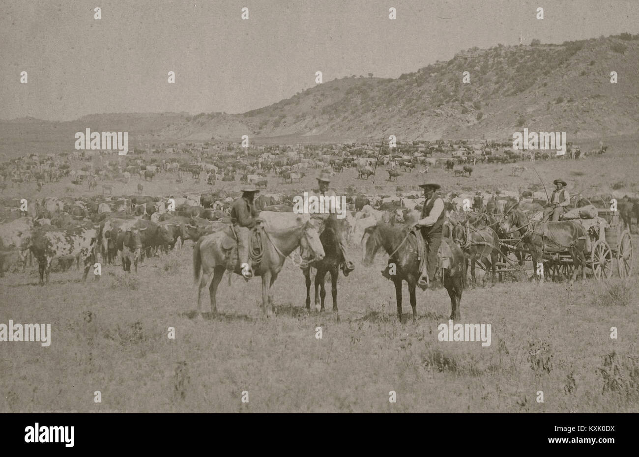 Cowboys Herding Cattle Stock Photo