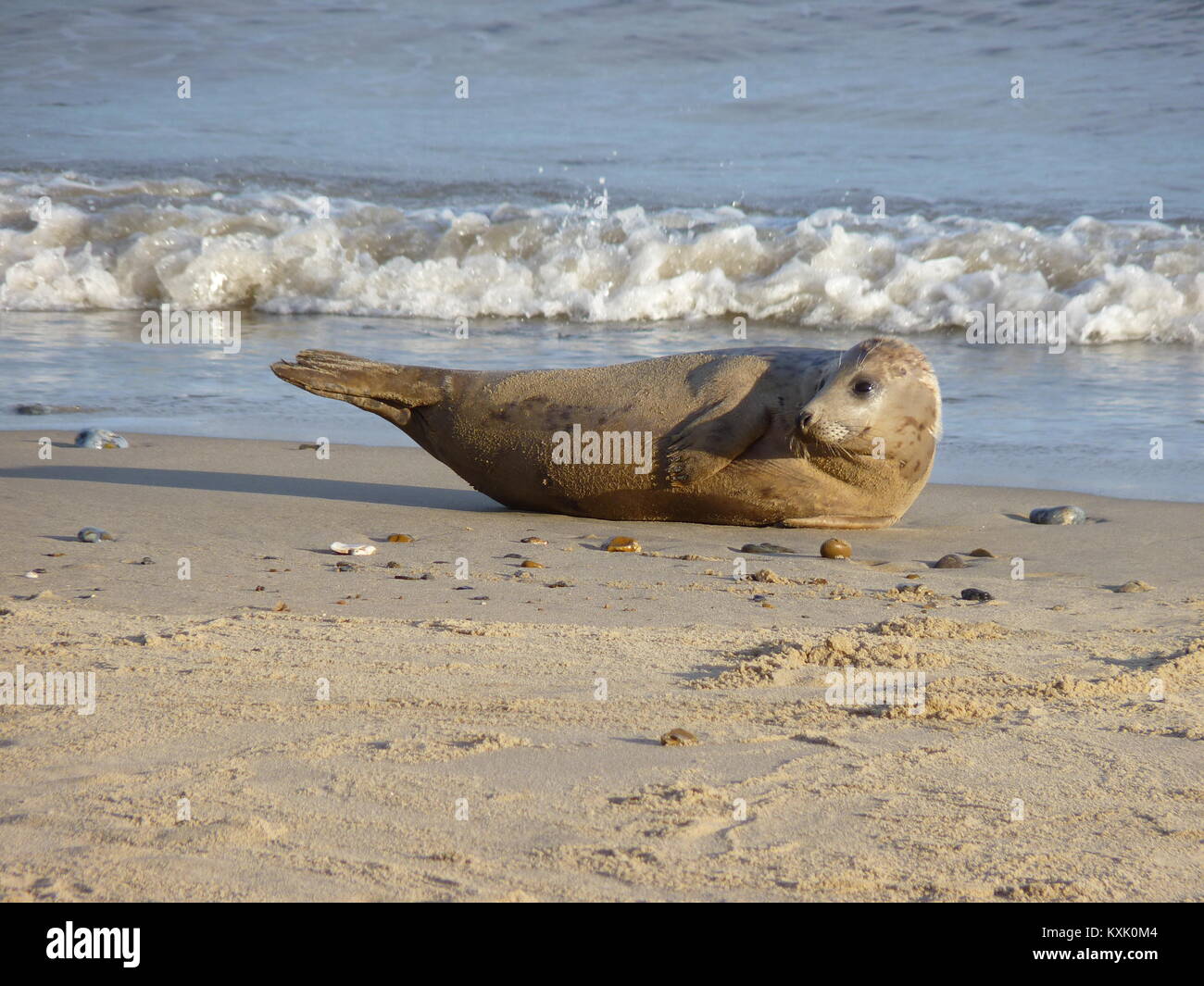 Seals on a sandy Norfolk beach in winter Stock Photo Alamy