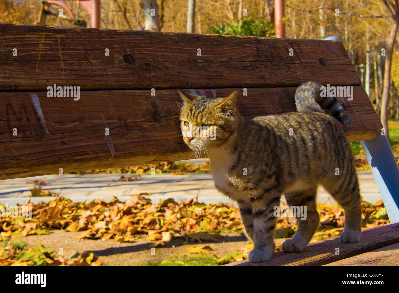 cat in the park that is sad Stock Photo