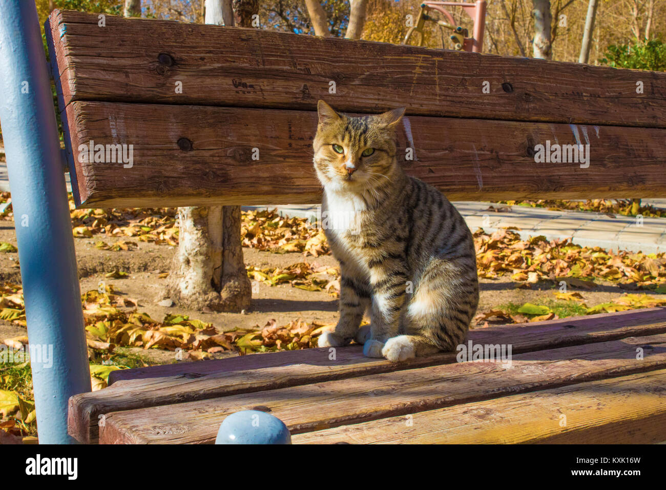 cute cat in the park sit on the bench Stock Photo - Alamy