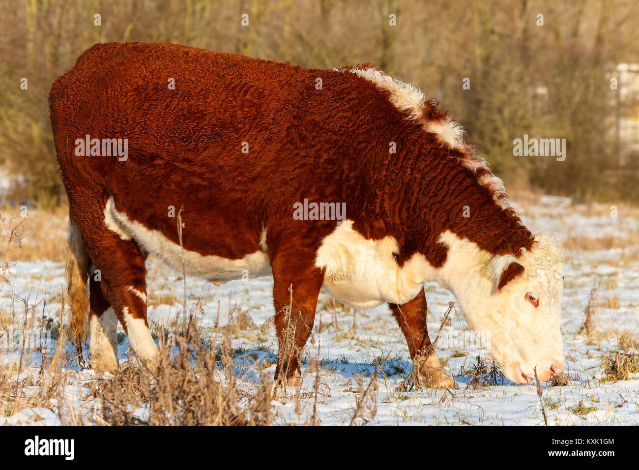 Big highland cattle of scotland searching for food on field of snow Stock Photo