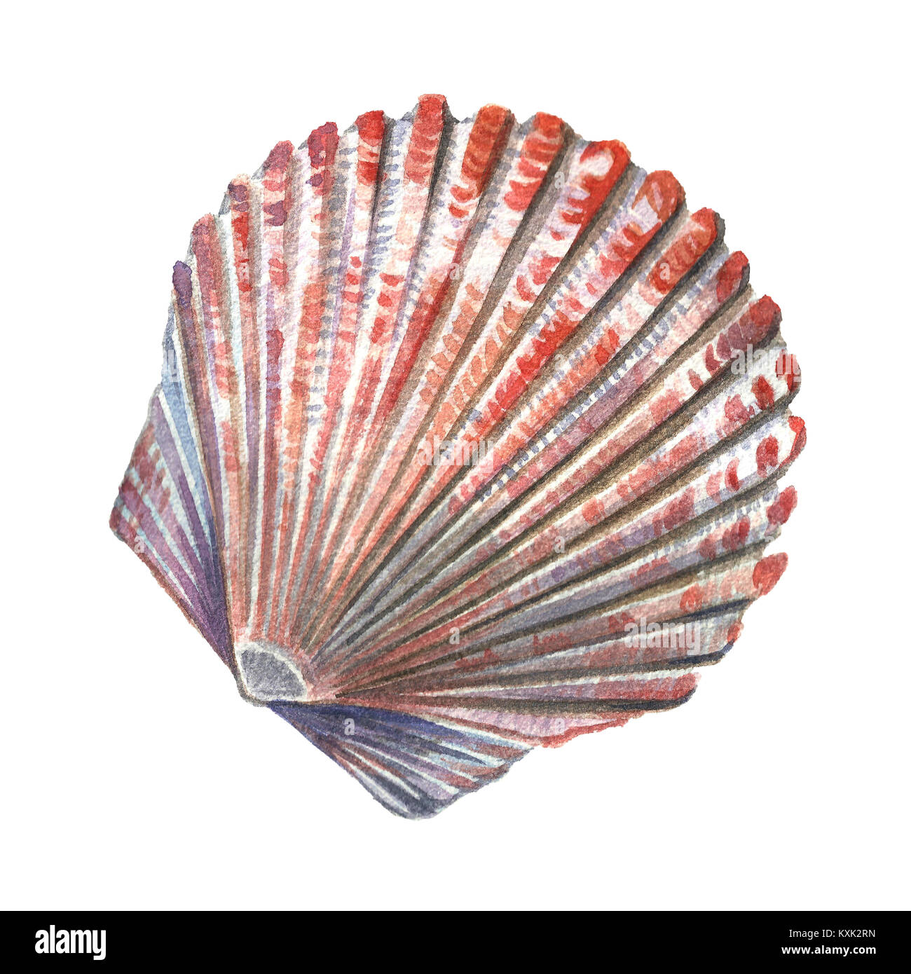 Sea shell painted watercolor. Illustrations of sea shells on a white ...