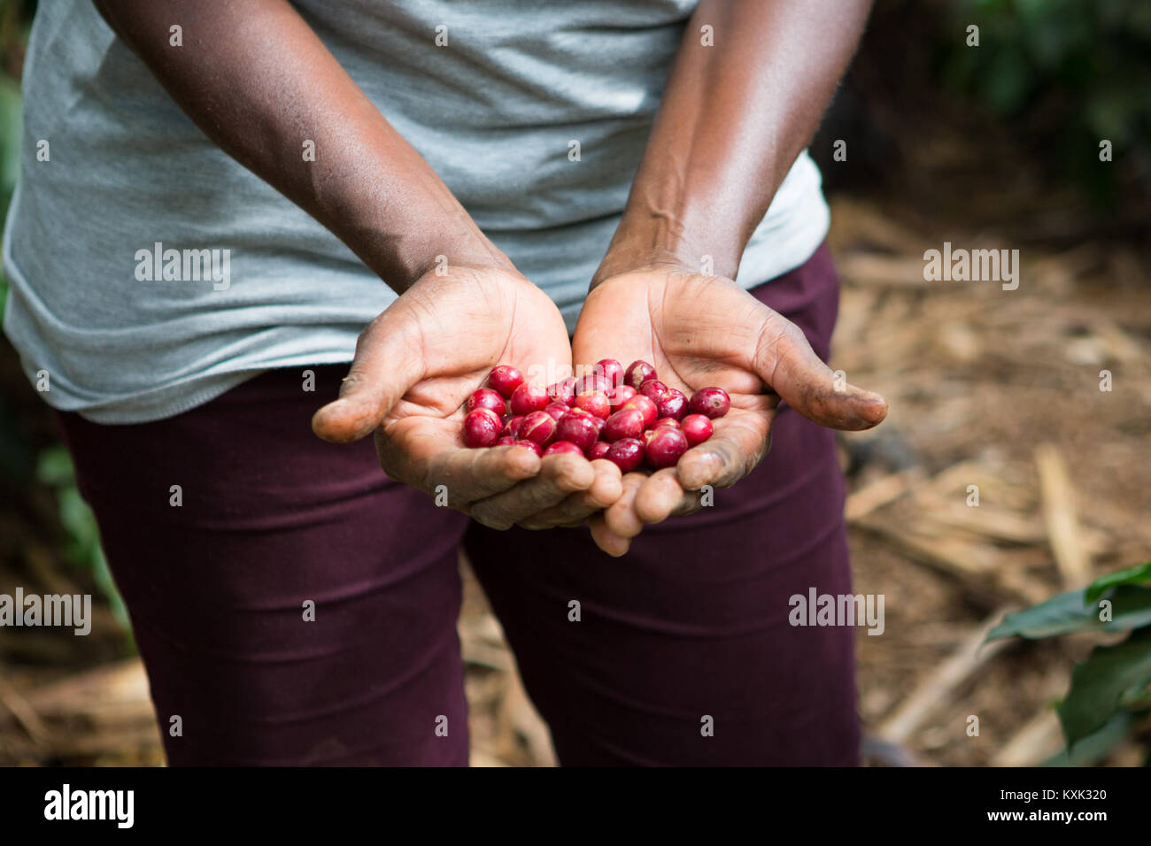 A handful of fresh coffee cherries Stock Photo Alamy