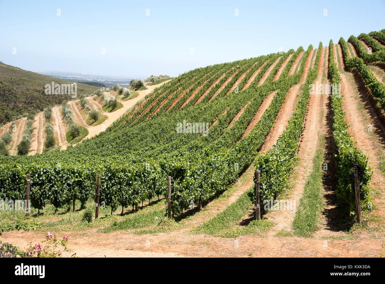 Stellenbosch Western Cape South Africa. December 2017. Rows of vines growing on the lower slopes of the Simonsberg mountain. Stock Photo