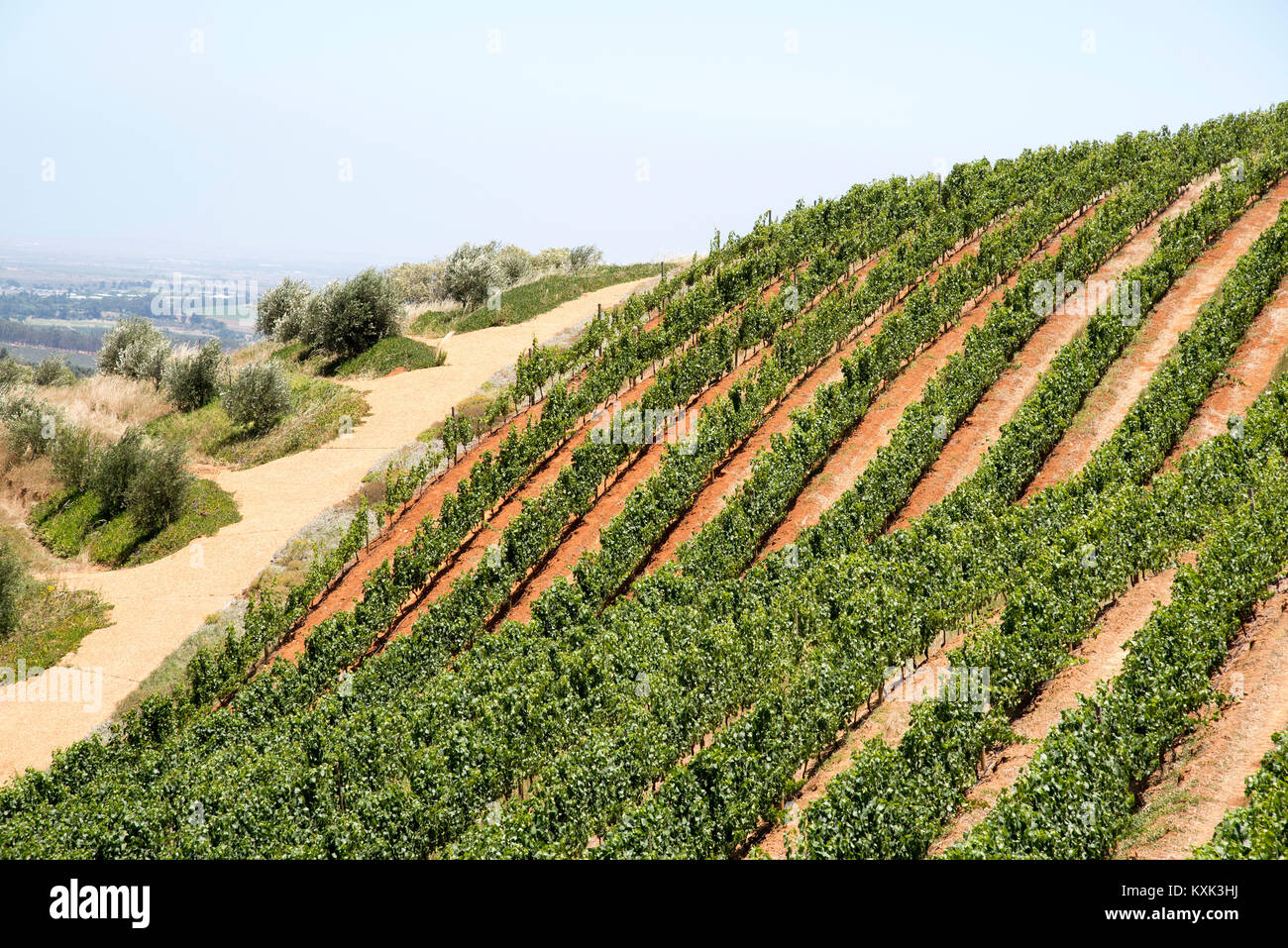 Stellenbosch Western Cape South Africa. December 2017. Rows of vines growing on the lower slopes of the Simonsberg mountain. Stock Photo