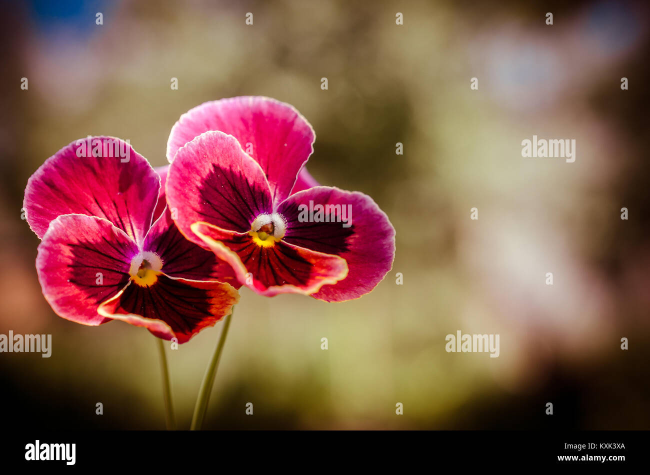 Two Violets Two violets in male hand Stock Photo - Alamy