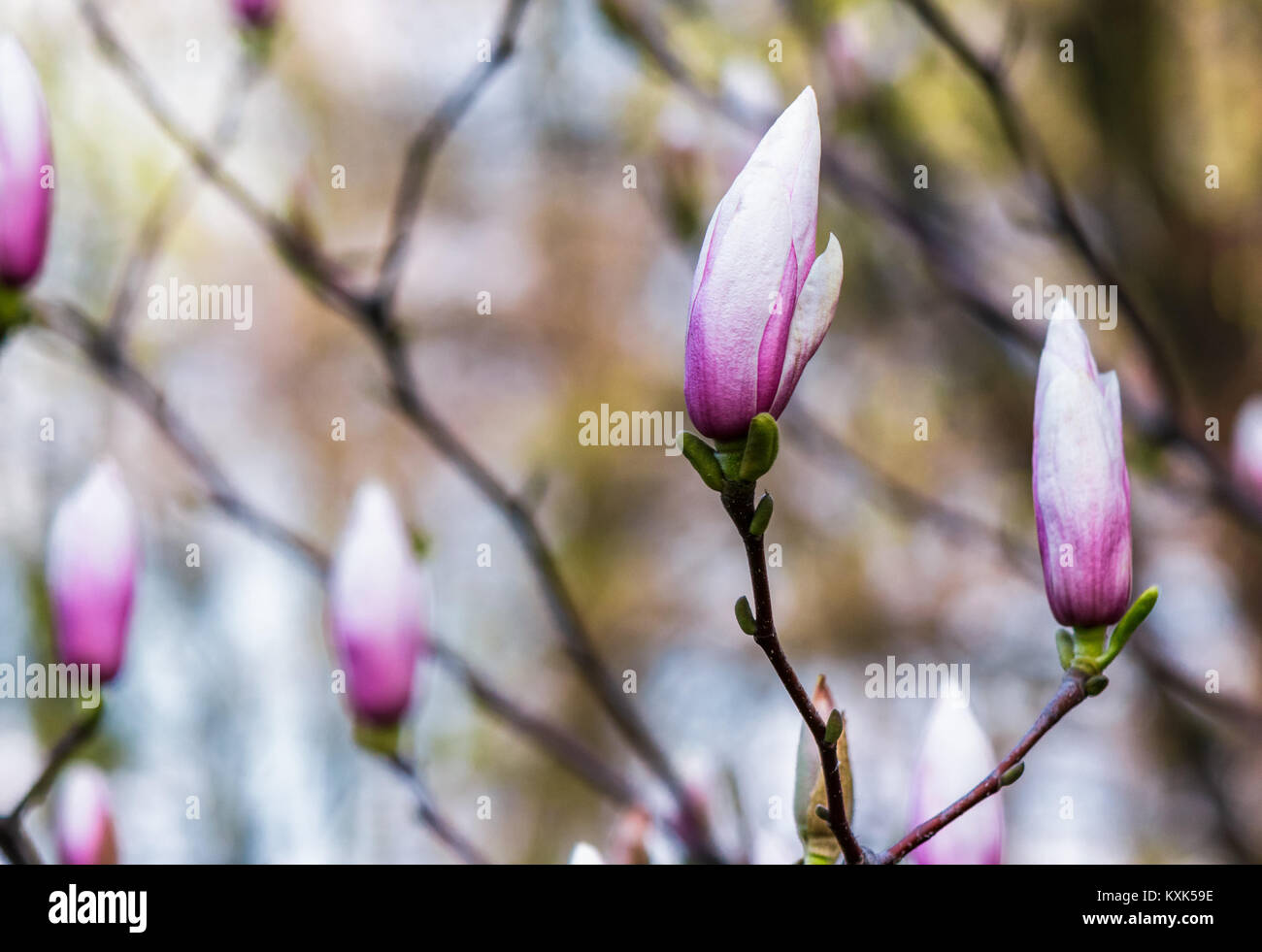 Beautiful springtime closeup background. Magnolia flower blossom in ...