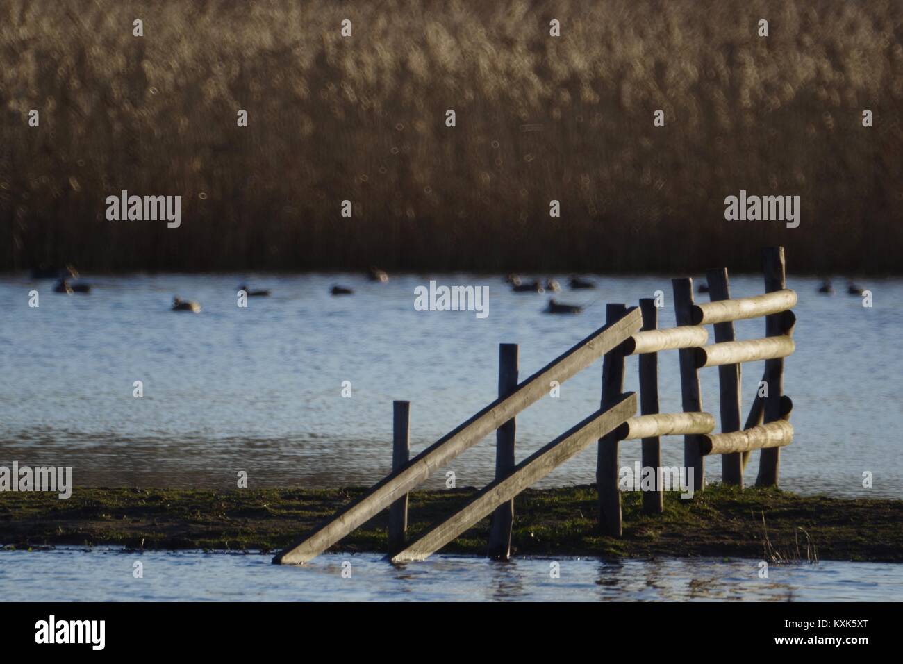 Wooden Fence on a Flooded Meadow with Reed Beds. RSPB Bowling Green Marsh, Exe Estuary, Topsham, Devon, UK. January, 2018. Stock Photo