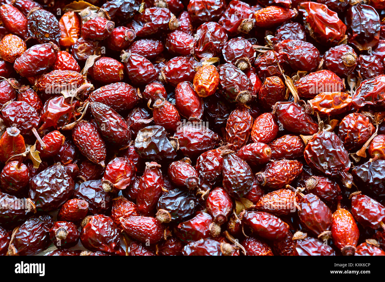 collect medicinal rose hips in autumn, the rosehip fruit tea, red rose