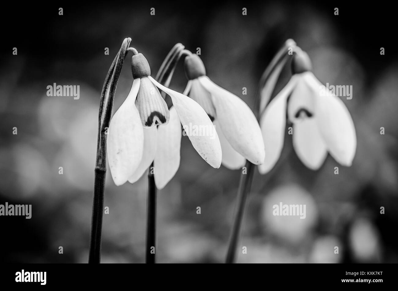 three beautiful snowdrop flower monochrome Stock Photo