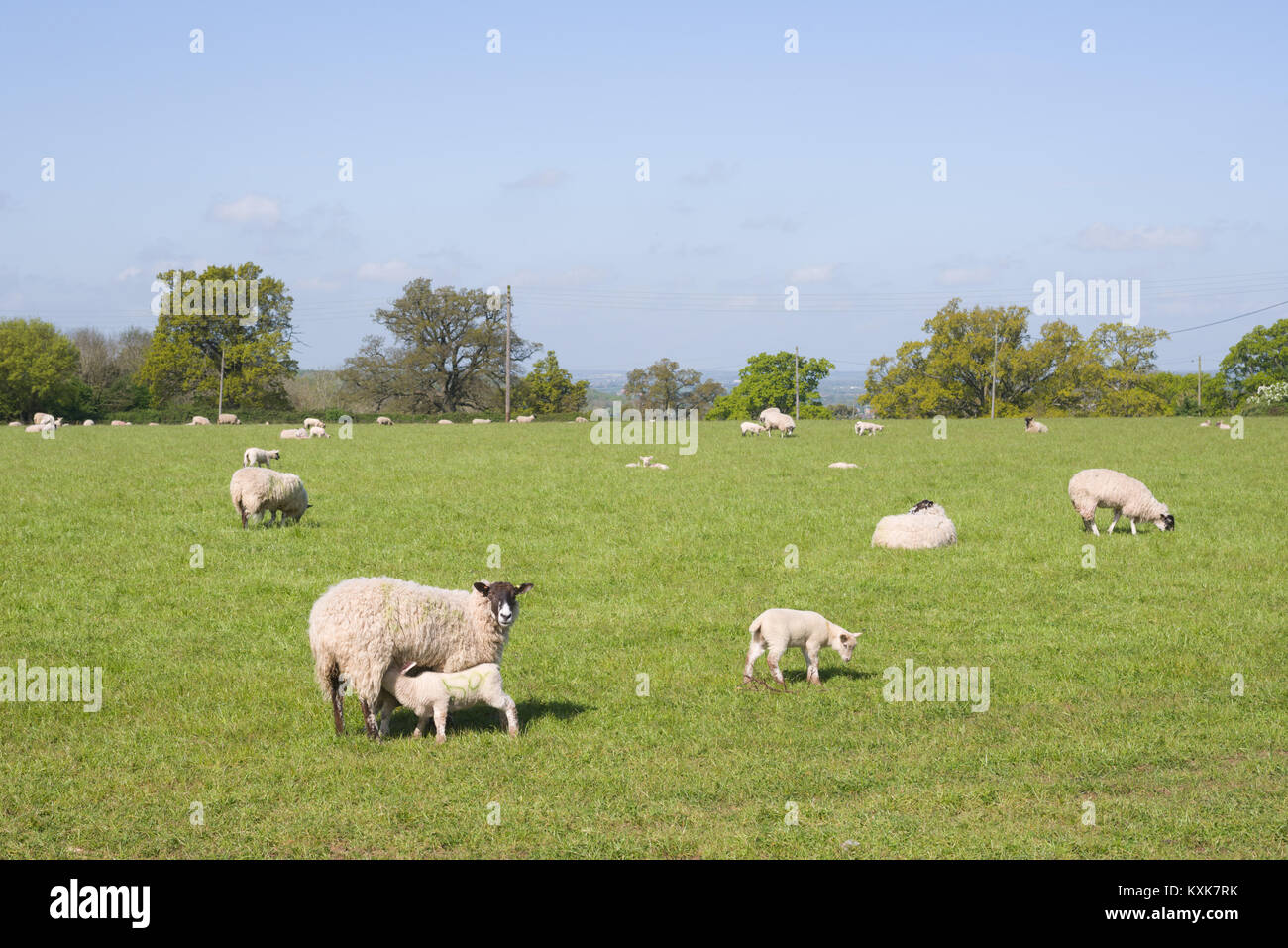 Grazing sheep with young lambs in a field on Friz Hill, near Walton, Warwickshire, England, UK, Europe Stock Photo
